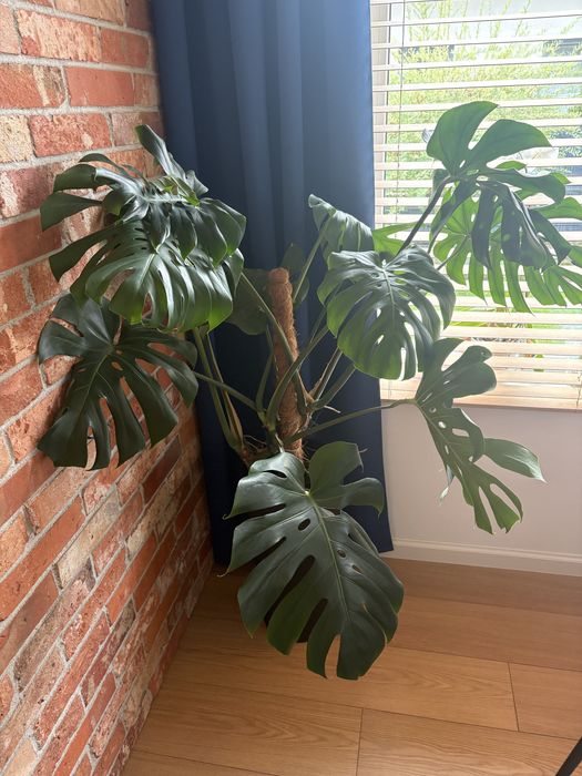 Duza monstera  pieknie rozwinieta