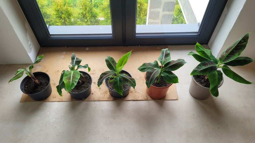 Bananowiec Musa Tropicana młoda sadzonka