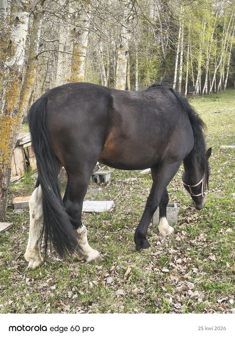 Ogierek śląski 30 miesięcy / zamiana
