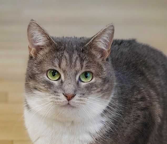 Шукає сім`ю Масяня, 1рік кот коти кошеня кіт котики котенок кошка