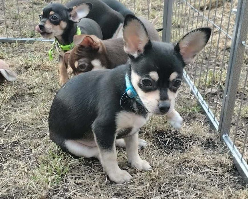 Piesek Chihuahua krótkowłosy
