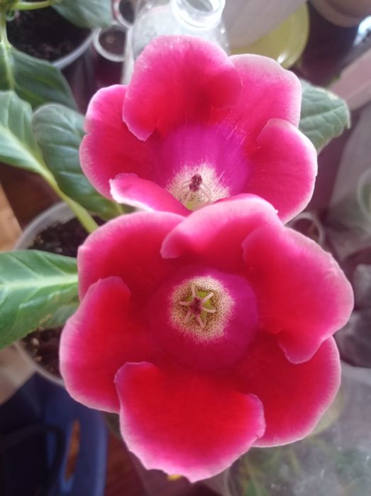 Семена глоксинии красной 10семян 10грн