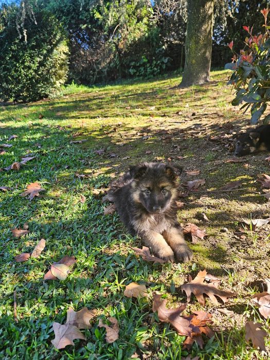Pastor alemão  fantastico