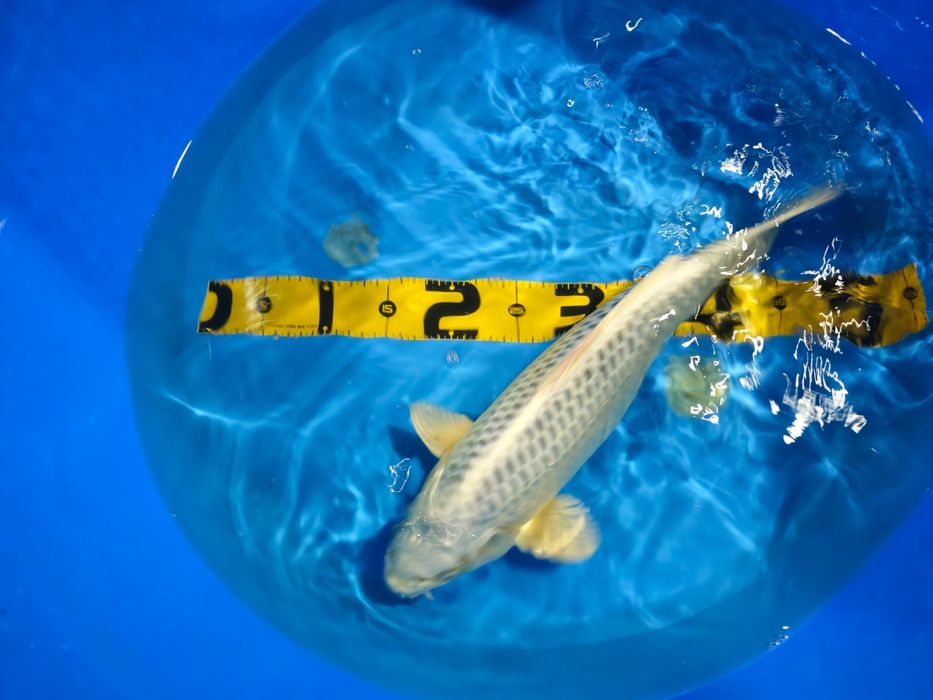 Carpa Koi Gin Matsuba 45cm