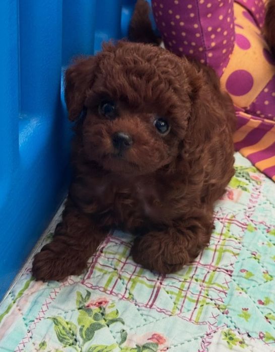 Віп той пудель.хлопець.кітай Ред браун темний