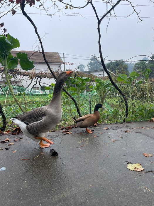 Vendo ganso com 8 meses