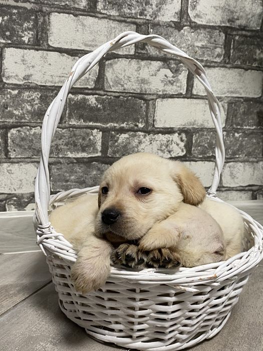 Лабрадор-ретрівер