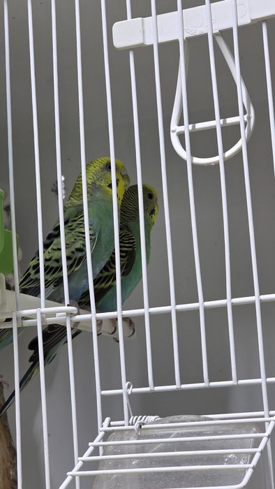 3 periquitos lindos mais aves diversas