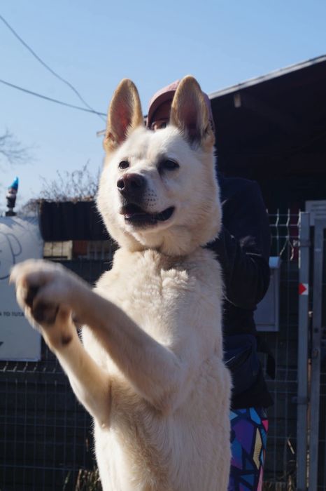 Biały mix husky szuka domu