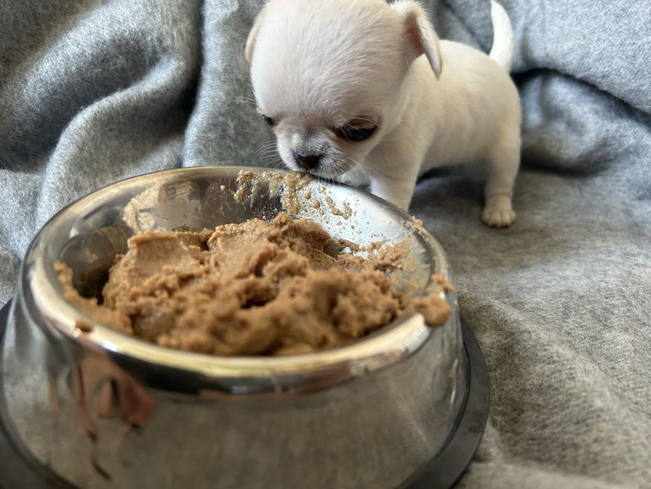 Чихуахуа міні 1,5 місяці КСУ