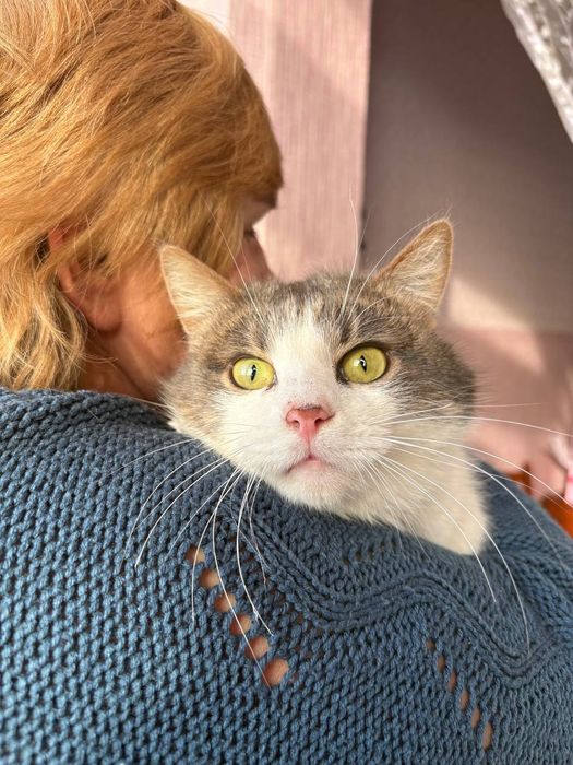 Котик в добрі ручки