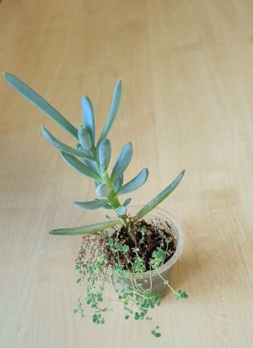 Сукуленти, рослини для сонячних вікон