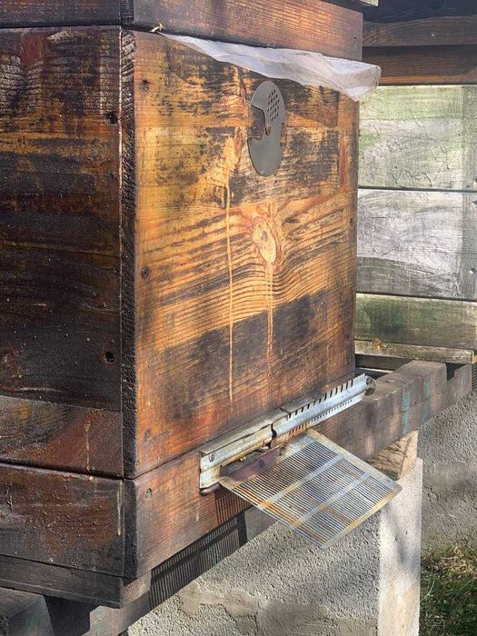 Продаж Бджолосімей Карніка