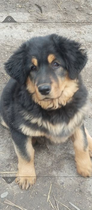 Тібецький мастіф  дівчинка