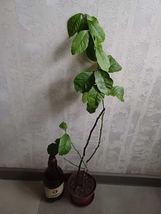 Лимон Павлівський Фікус РЕТУЗА варієгатна Шріверіана Гранат