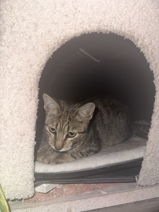 gato bebe super dócil