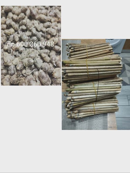 Sprzedam kokony pszczół murarek