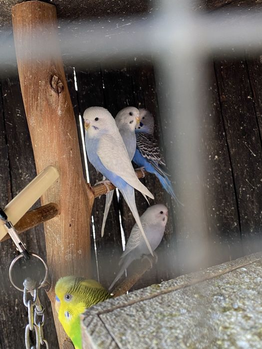 Periquito bravo com cores excecionais !