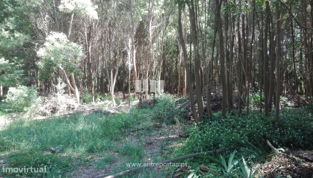 Terreno para venda, Cristelo, Caminha — Moledo E Cristelo, Viana do Castelo