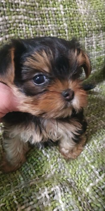 Девочка мини Йорк