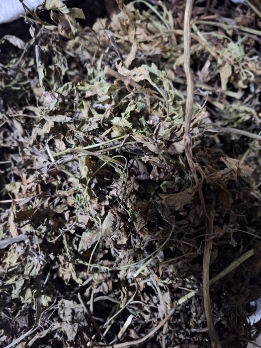 Lubczyk suszony naturalnie