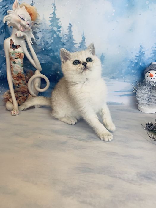 Срібляста шиншилла Яша