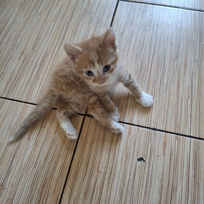 Вiддам кошенят в гарнi руки..