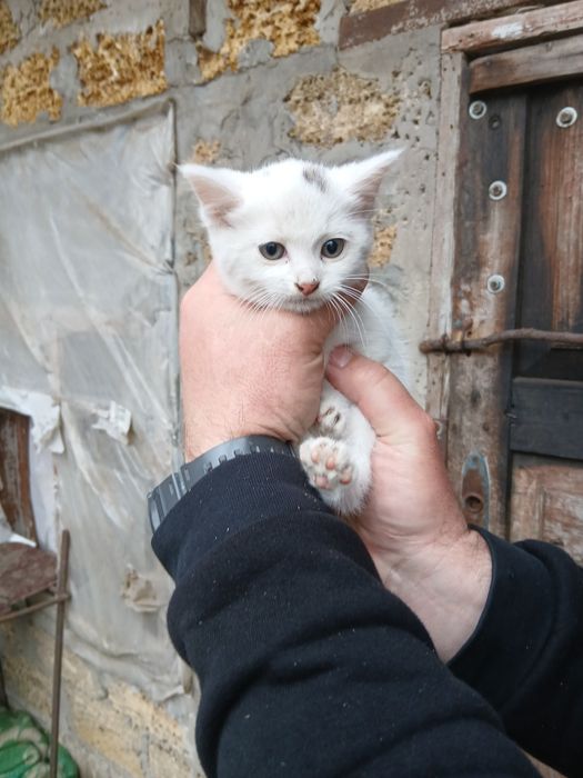 Щенята та кошенята