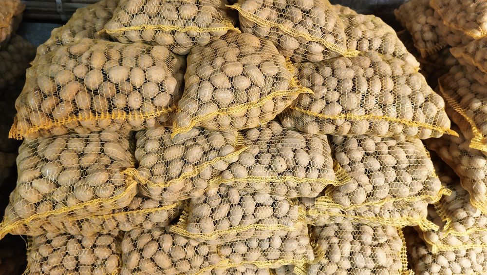 Ziemniaki wielkości sadzeniaka odmiany Belana