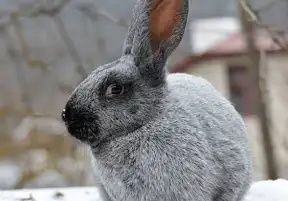 Продам кролів "Полтавське срібло"