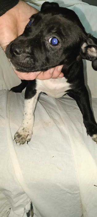 Продажа піт бультерєра