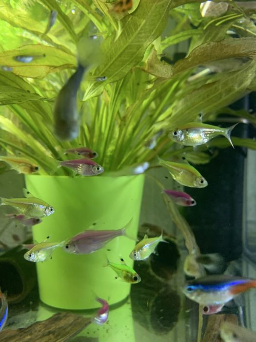 Акваріумні рибки