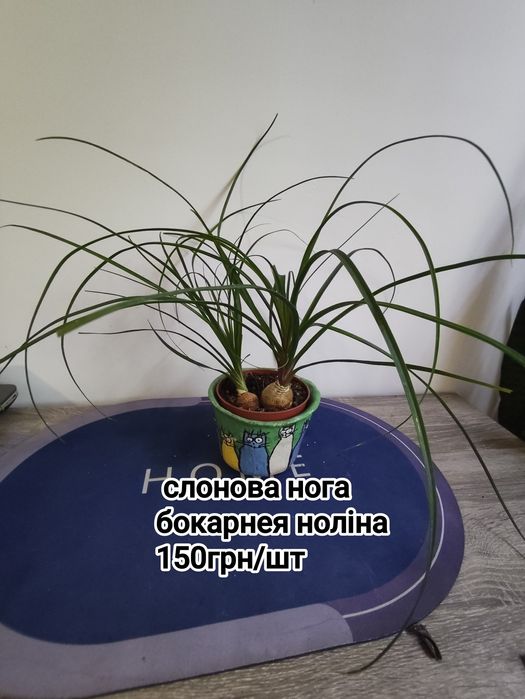 Спатифілум даймонд фікус пандора