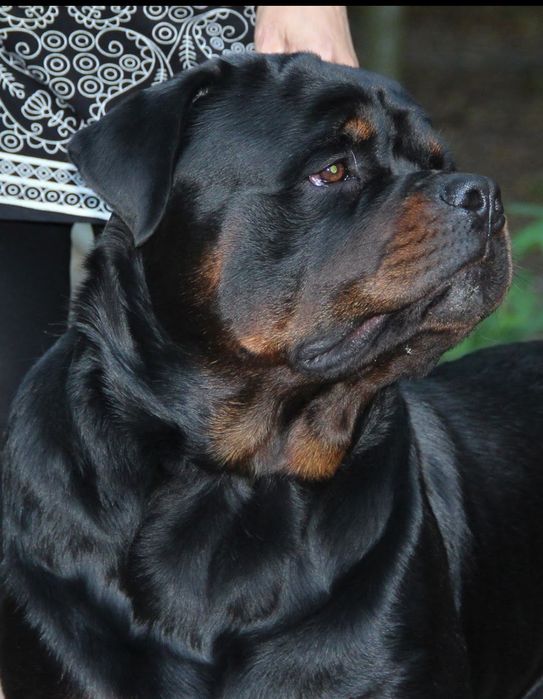 Ротвейлер, документи КСУ.