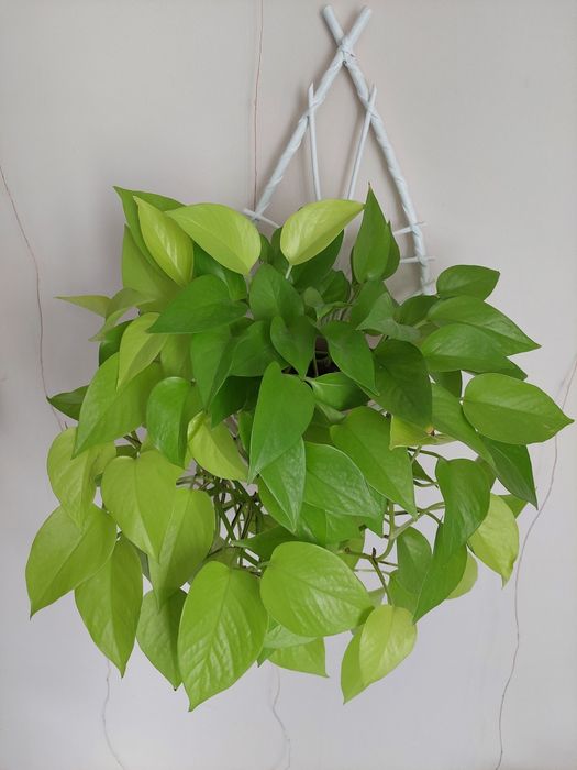 Epipremnum neon (cała roślina)