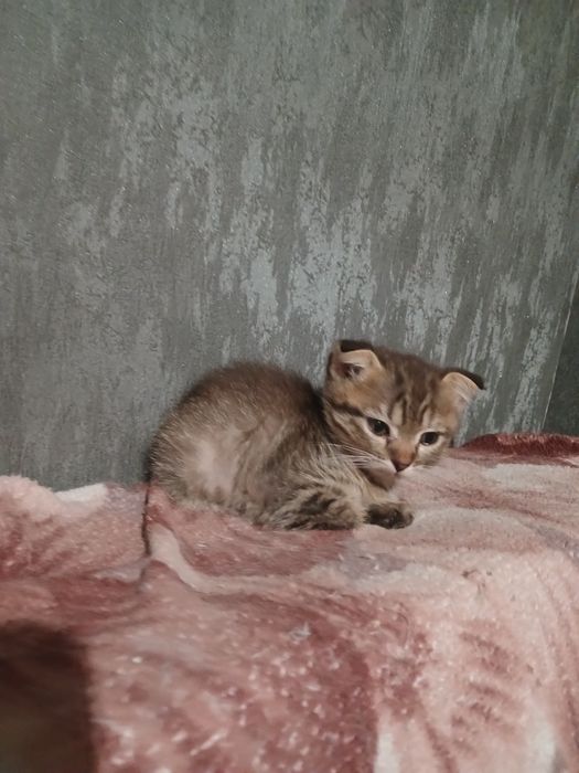 Весловухі кошенята