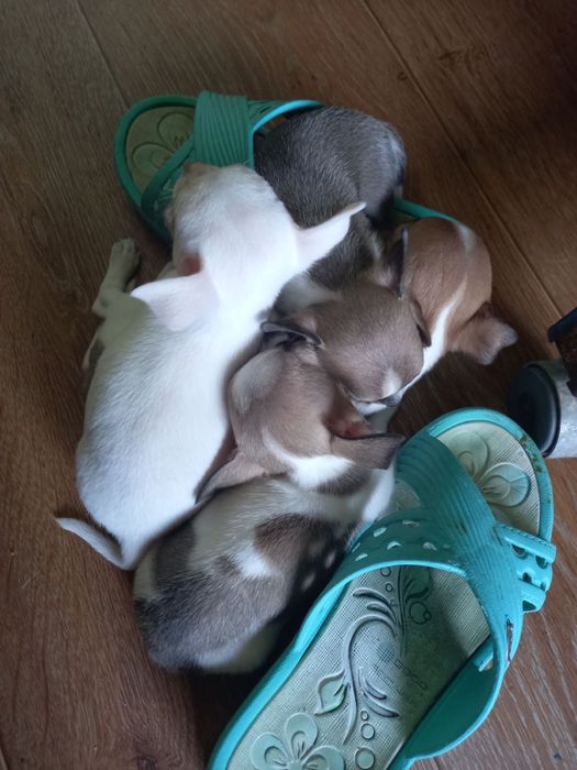 Щенки чихуаху