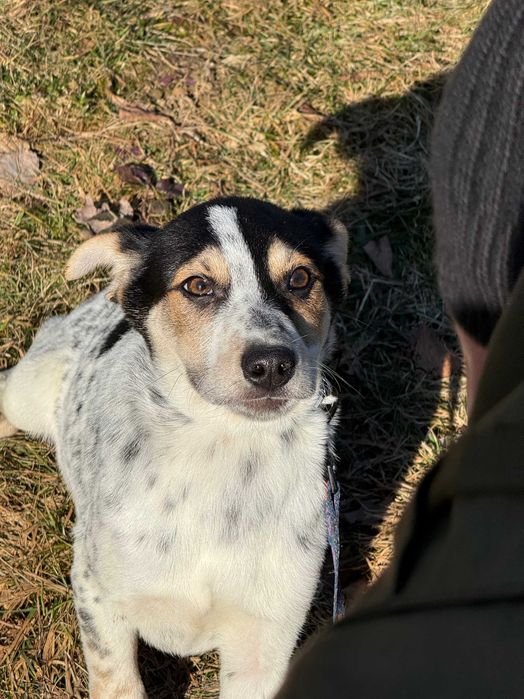 Джоні, метис, шукає дім