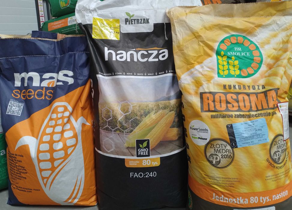 wysyłka Kukurydza Hańcza materiał siewny 1j.s. = 80tys nasion