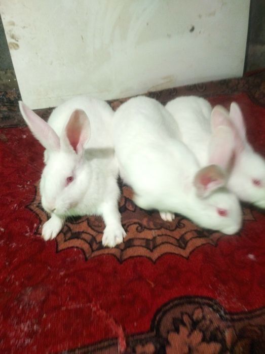 Кролики, кролі, різних порід і різного віку