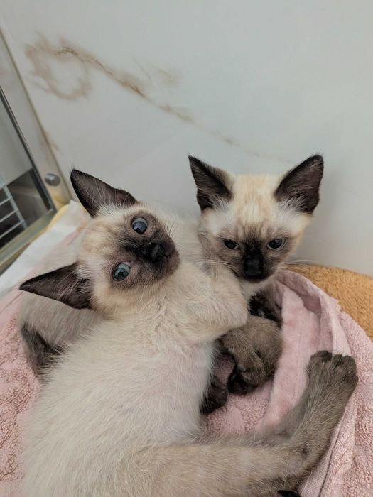 Gatinhos bebés fêmeas