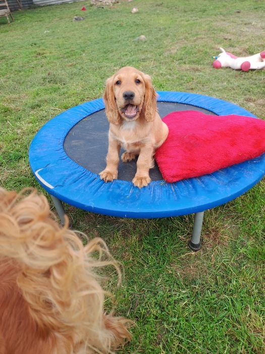 Cocker spaniel angielski piesek