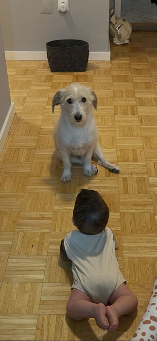 Cão para adoção