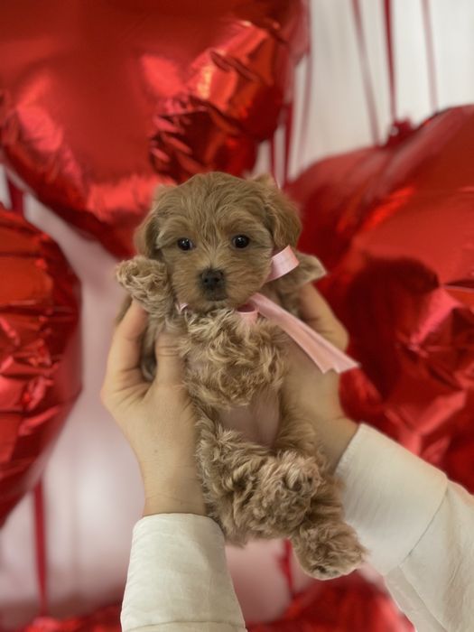 Всього 4 Чарівніх Мальтипу F1