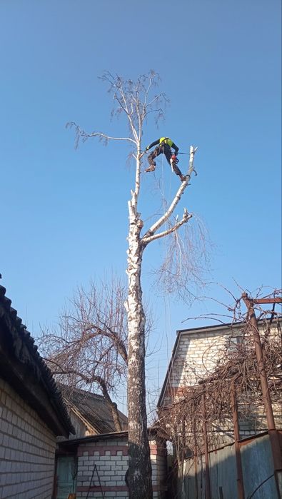 Спил деревьев,кронирование,обрезка веток.Дробление  веток на щепу.