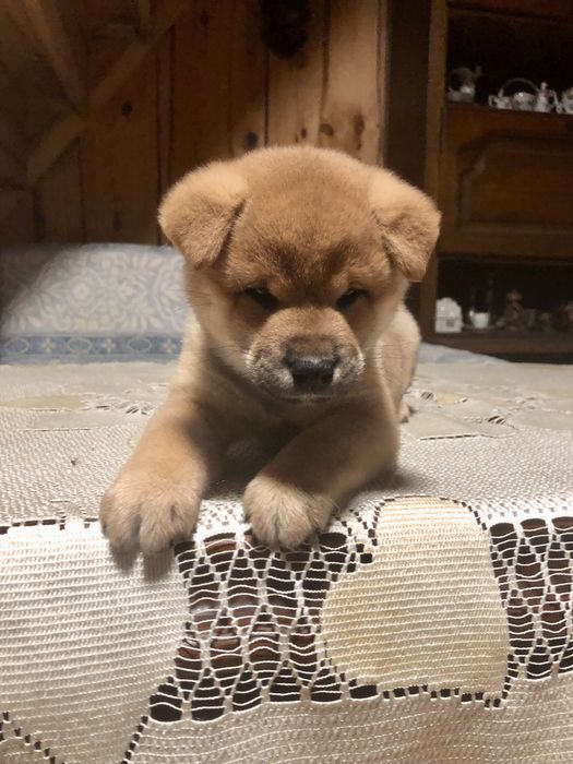 Shiba Inu,, urodziły się cudeńka, Rajsobie(FCI).