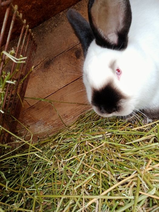 Кролики каліфорнійські(самиці, самці,пари, кроленята))