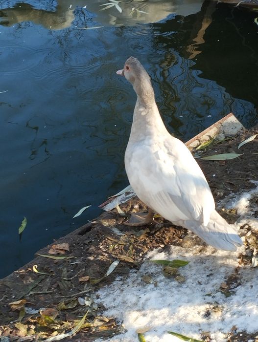 Продам мускусні качки німецька лінія (Лаванда) сім'я (1 + 2)