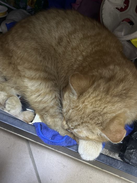 СРОЧНО! Отдадим очень ласкового котика