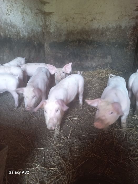 Продажа поросят м'ясної породи
